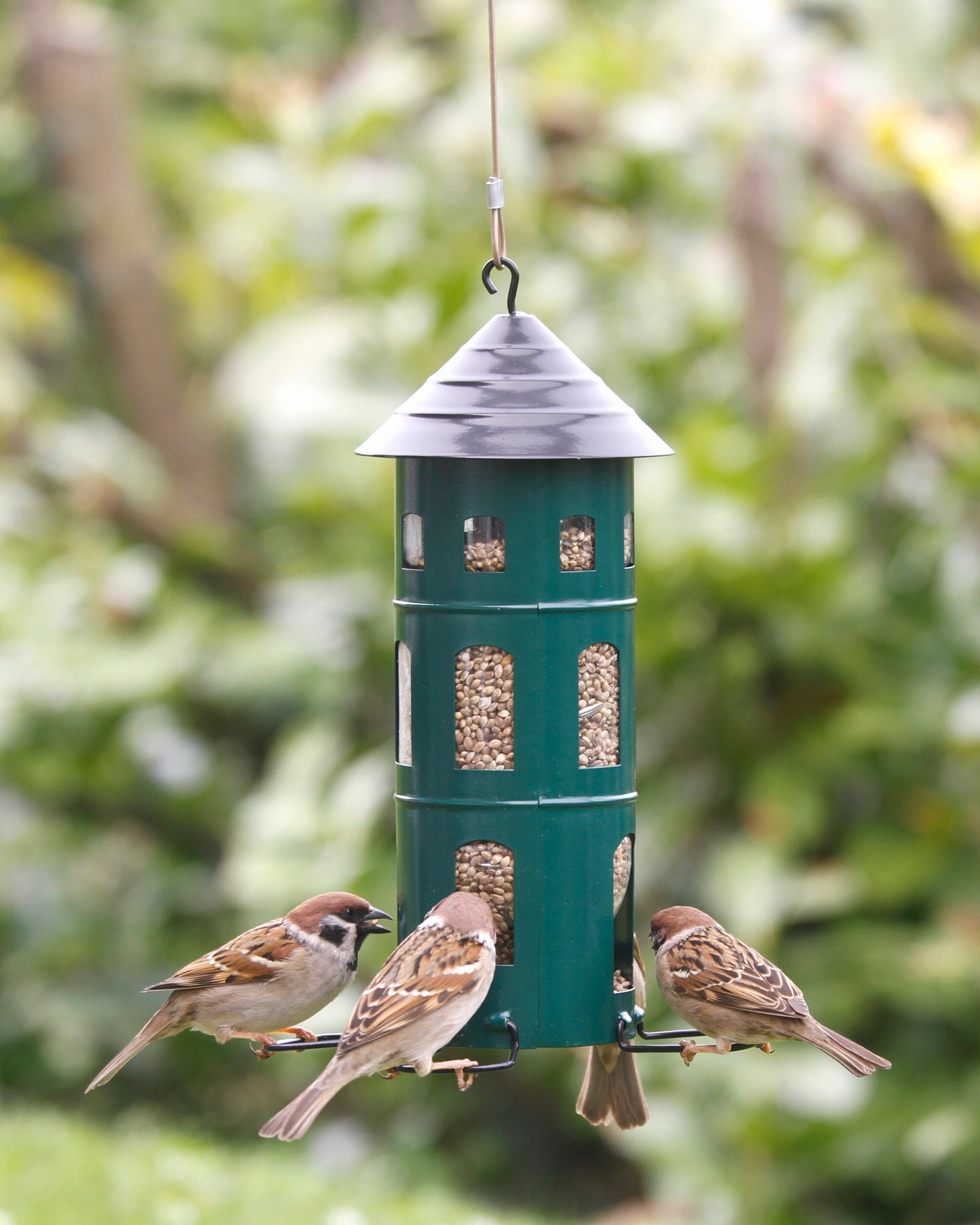 Kombi fuglemater i pulverlakkert stål fra Wildlife Garden, med kapasitet på 1,2 liter frøblanding. Utstyrt med innvendig plastbeholder som holder maten ren, mens småfuglene sitter på utvendige bøyler og spiser uten å forurense frøene. Beholderen kan enkelt tas ut for bruk med epler eller talgboller. Robust og værbestandig konstruksjon med vaier for oppheng i krok, tre eller på vegg. Høyde 25,5 cm, diameter 11 cm.